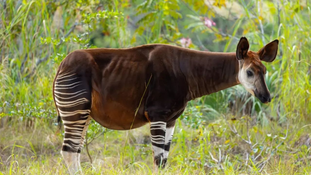 Doğanın Mucizesi: Zebra Desenli Bacaklar, Zürafa Boynu!